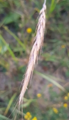 Elymus sibiricus