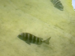 Archosargus probatocephalus