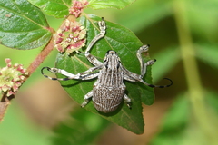 Choeromorpha subfasciata
