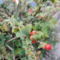 Cotoneaster franchetii