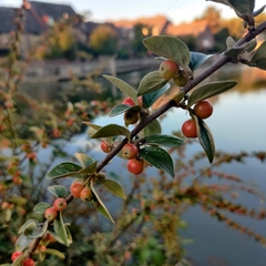Cotoneaster franchetii