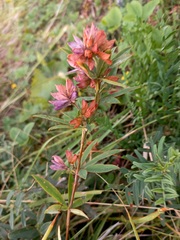 Trifolium lupinaster