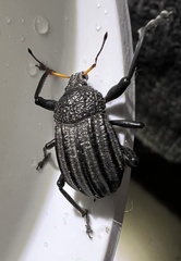 Psapharus ruficornis