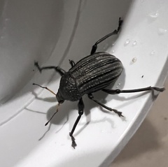 Psapharus ruficornis