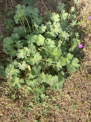 Geranium pyrenaicum