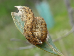 Mnesampela lenaea