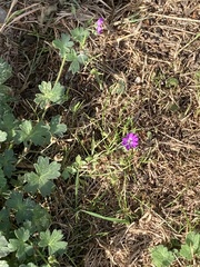 Geranium pyrenaicum