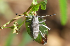 Choeromorpha subfasciata