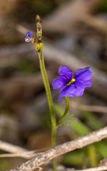Dampiera linearis