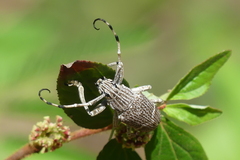 Choeromorpha subfasciata