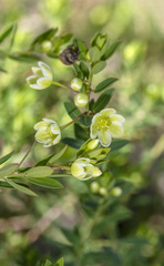 Phyllanthus calycinus