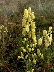 Aconitum anthora