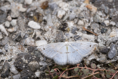 Derambila dentifera