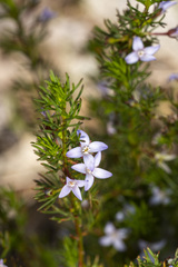 Cyanothamnus ramosus