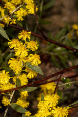 Acacia celastrifolia