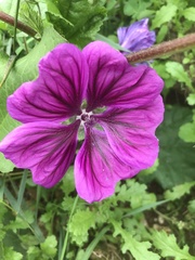 Malva