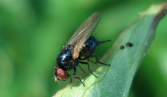 Lonchaea