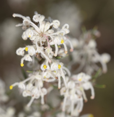 Grevillea pilulifera