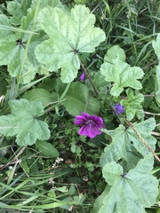 Malva