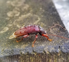 Bolbostetha