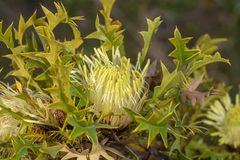 Banksia armata