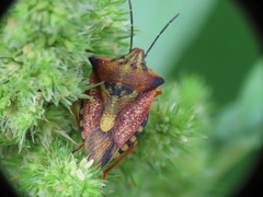 Carpocoris mediterraneus atlanticus