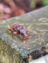 Bolbostetha
