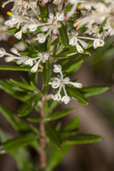 Grevillea pilulifera
