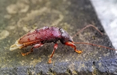 Bolbostetha