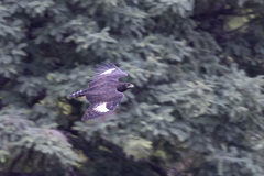 Lophaetus occipitalis