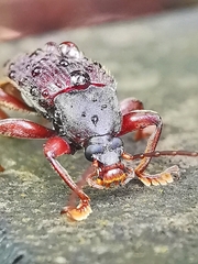 Bolbostetha
