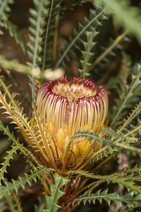 Banksia dallanneyi