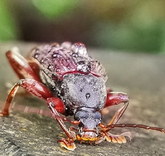 Bolbostetha