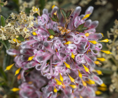 Isopogon dubius