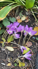Colchicum speciosum