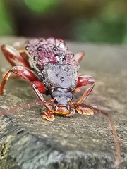 Bolbostetha