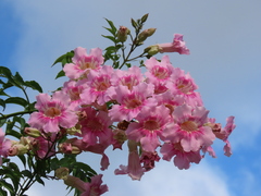 Podranea ricasoliana