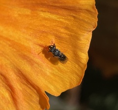 Hylaeus