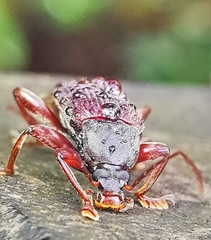 Bolbostetha