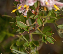 Isopogon dubius