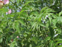 Podranea ricasoliana