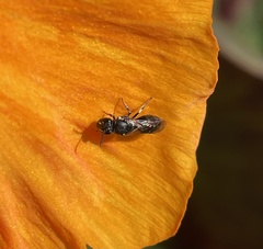 Hylaeus