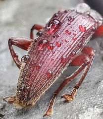 Bolbostetha