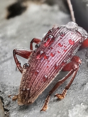 Bolbostetha