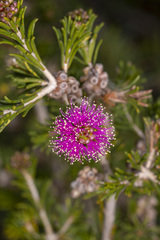Melaleuca seriata