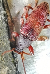 Bolbostetha