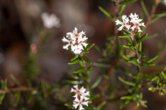 Leucopogon pulchellus