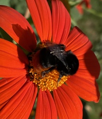 Bombus lapidarius