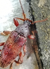 Bolbostetha