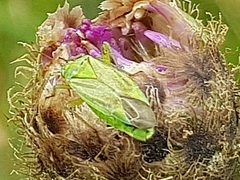 Closterotomus norwegicus